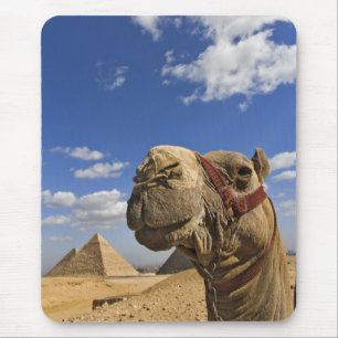 Mousepad Camelo em frente às pirâmides de Gizé, Egito,
