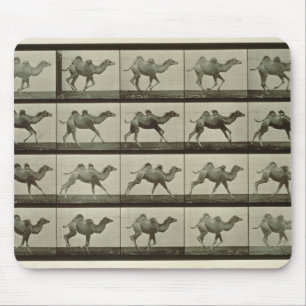Mousepad Camelo, placa "da locomoção animal", 1887 (b/W.P