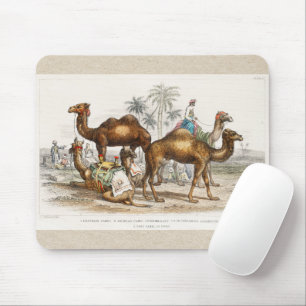 Mousepad Camelos da Índia Ilustração Vintage, 1820
