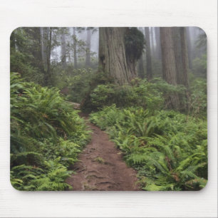 Mousepad Caminho através das árvores sequóias gigantes envo