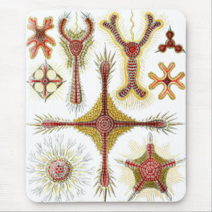 Mousepad Camomila Selvagem por Ernst Haeckel, Natureza Vint