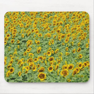 Mousepad Campo amarelo do girassol