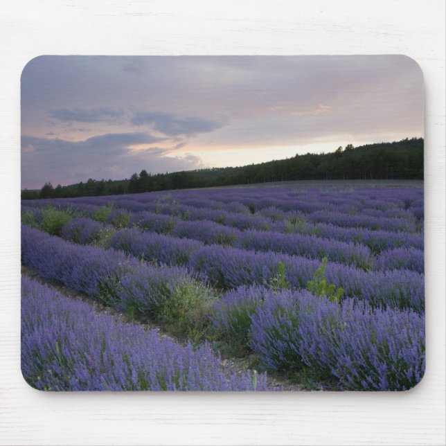 Mousepad Campo da lavanda no por do sol (Frente)