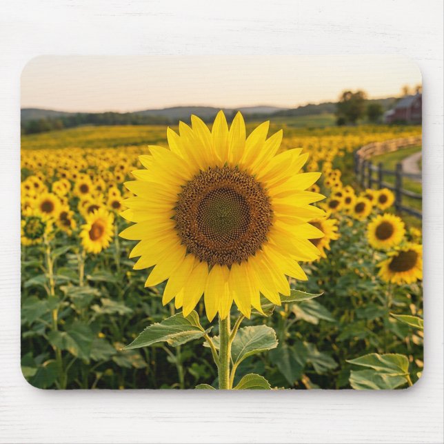 Mousepad Campo de Girassóis (Frente)