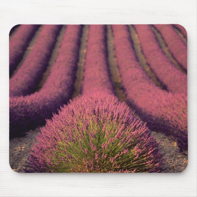 Mousepad Campo de lavanda na Alta Provença, França 2 (Frente)