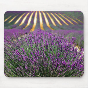 Mousepad Campo de lavanda roxa