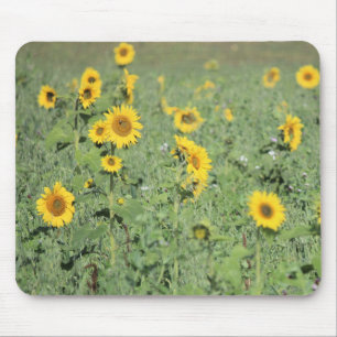 Mousepad Campo de Sunflower