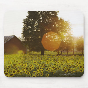 Mousepad Campo do girassol no por do sol com um celeiro