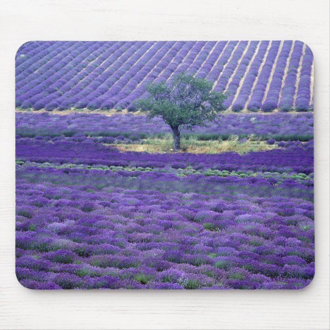 Mousepad Campos de lavanda, Vence, Provence, França (Frente)