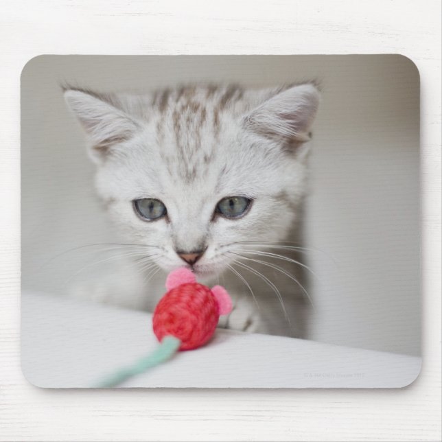 Mousepad Camundongo-brava britânico (Frente)