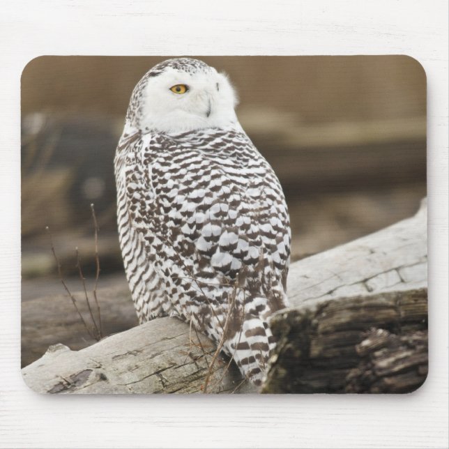Mousepad Canadá, Baía Boundary, Coruja-das-neves (Frente)
