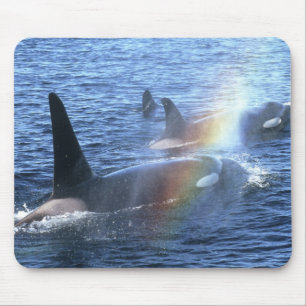 Mousepad Canadá, Colúmbia Britânica, Johnstone Straight,