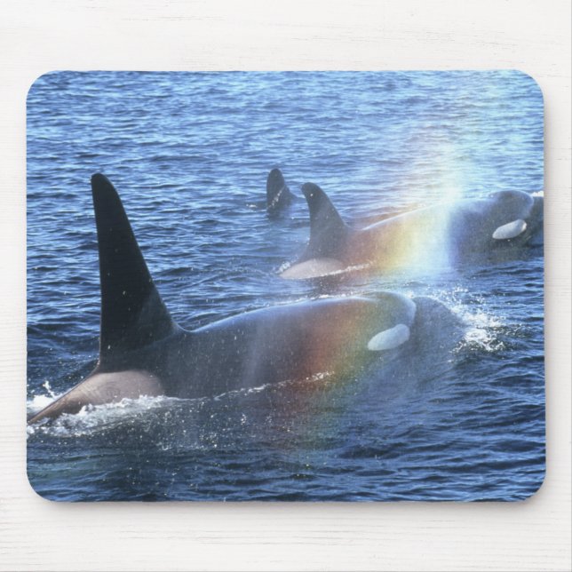 Mousepad Canadá, Colúmbia Britânica, Johnstone Straight, (Frente)