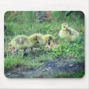 Mousepad Canadá Goose Babies Nature