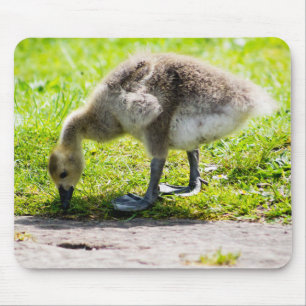 Mousepad Canadá Goose Gosling