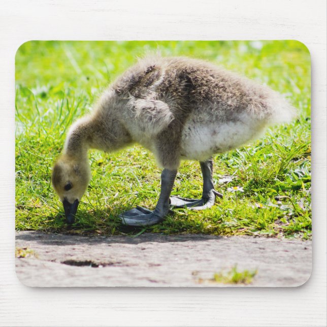 Mousepad Canadá Goose Gosling (Frente)