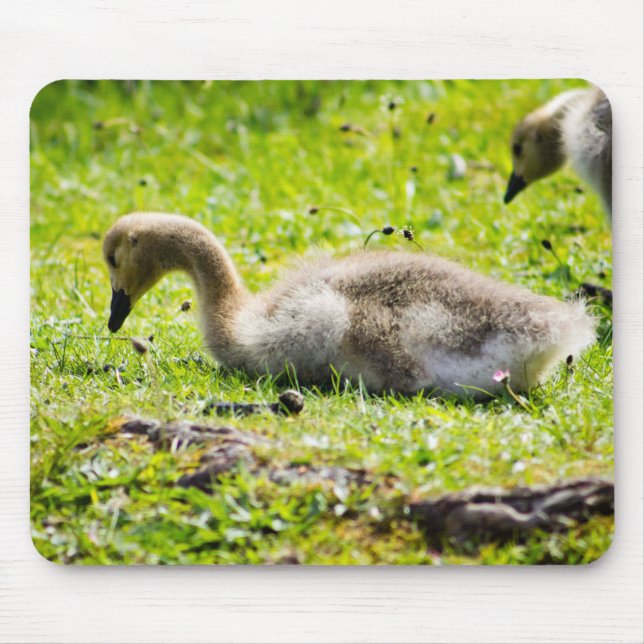 Mousepad Canadá Goose Gosling (Frente)