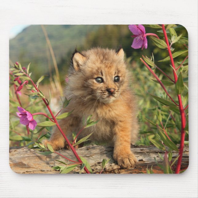 Mousepad Canada Lynx Kitten, Alaska (Frente)