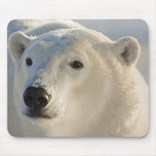 Mousepad Canadá, Manitoba, Baía de Hudson | Urso Polar (Frente)