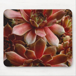 Mousepad Canadá, . Planta suculenta
