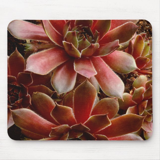Mousepad Canadá, . Planta suculenta (Frente)