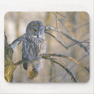 Mousepad Canadá, Quebec. Grande coruja cinzenta empoleirada