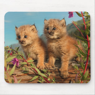 Mousepad Canadense Lynx Kittens, Alasca