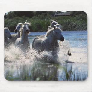 Mousepad Canal de Passagem de Chintoteague Ponies