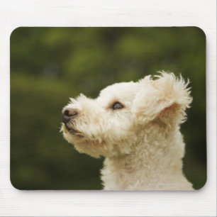 Mousepad Caniche 2 (brancos)