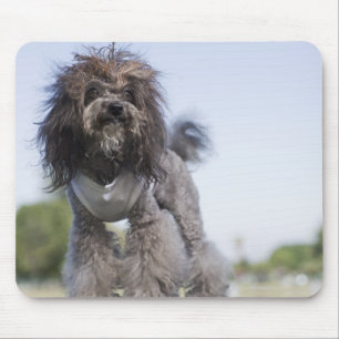Mousepad caniche de brinquedo que veste o t-shirt