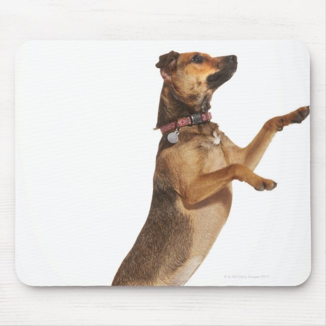 Mousepad Canis familiaris 2 (Frente)