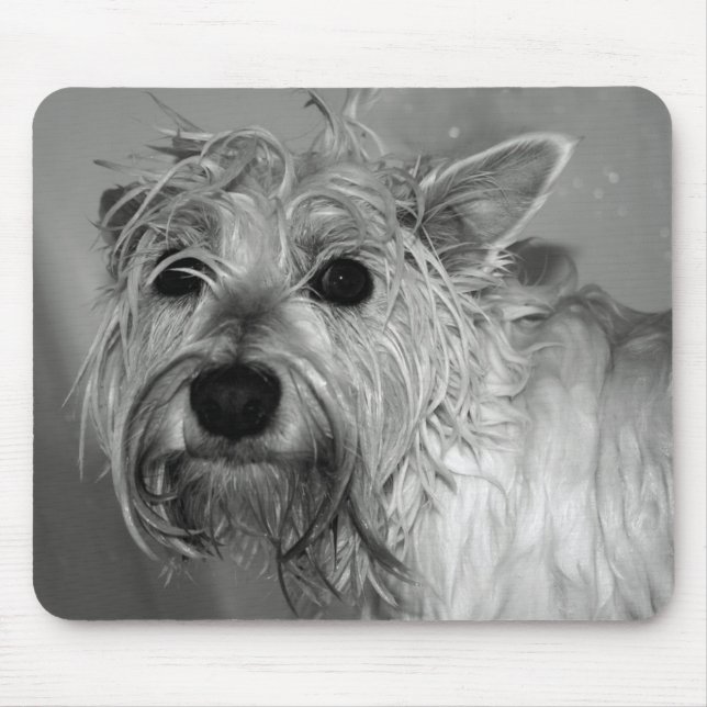 Mousepad Cão bonito - Westie (montanhas ocidentais Terrier) (Frente)