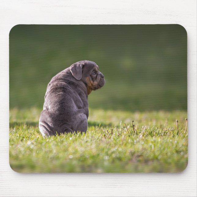 Mousepad cão, buldogue, buldogue inglês (Frente)
