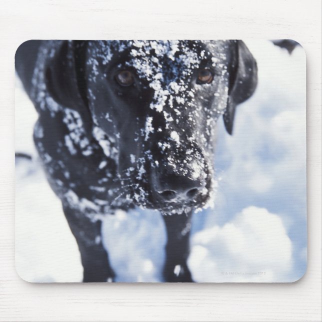 Mousepad Cão coberto de neve (Frente)