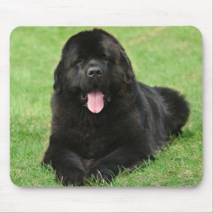 Mousepad Cão da Terra Nova