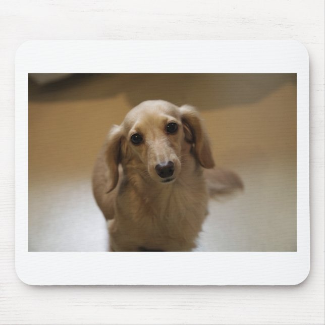 Mousepad Cão-dachschund bonito (Frente)