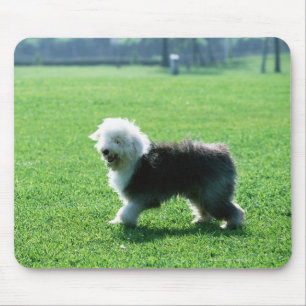 Mousepad Cão de carneiros inglês velho