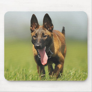 Mousepad Cão de pastor belga
