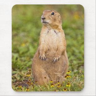 Mousepad Cão-de-pradaria-de-cauda-preta Cynomys
