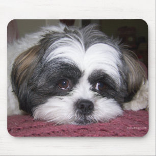 Mousepad Cão de Shih Tzu