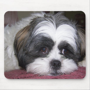 Mousepad Cão de Shih Tzu