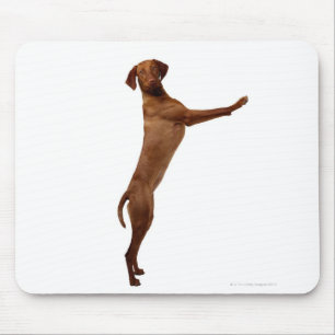 Mousepad Cão de Vizsla
