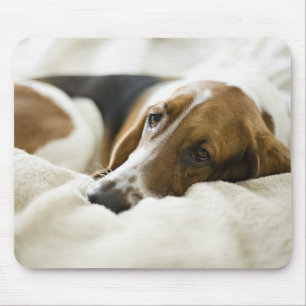Mousepad Cão do Bassett