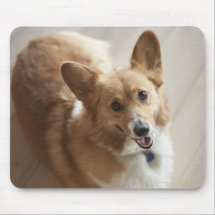 Mousepad Cão do corgi do Pembroke de Galês que encontra-s