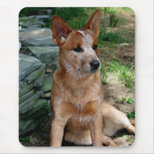 Mousepad Cão do gado