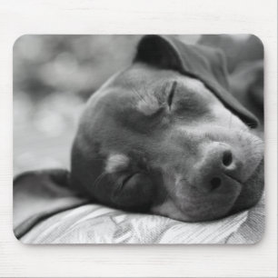 Mousepad Cão do Pinscher diminuto do sono