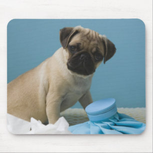 Mousepad Cão do Pug que senta-se na cama pela garrafa de