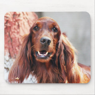 Mousepad Cão do setter irlandês