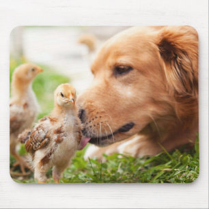 Mousepad Cão e pintinho