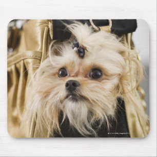 Mousepad Cão em uma bolsa